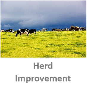 Herd Improvement